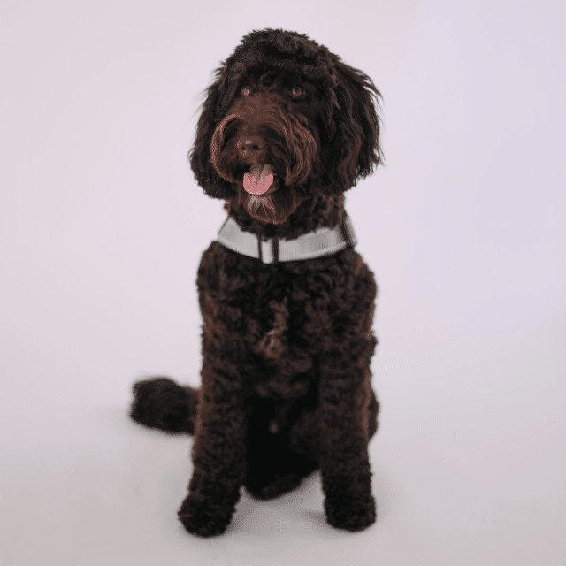 therapy dog